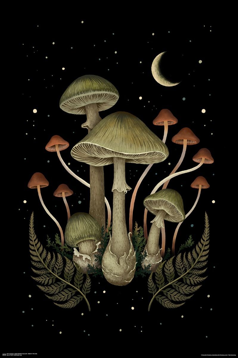 Mushroom Midnight